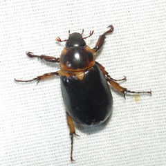 Ancognatha manca