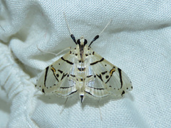 Conchylodes graphialis