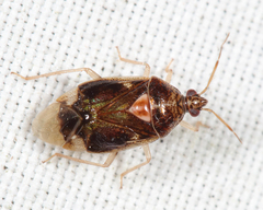 Deraeocoris davisi