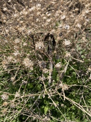 Moscharia pinnatifida