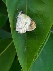 Colotis etrida