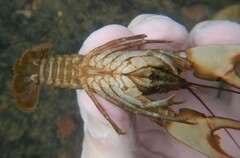 Faxonius yanahlindus