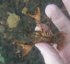 Faxonius yanahlindus