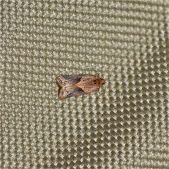 Argyrotaenia ivana