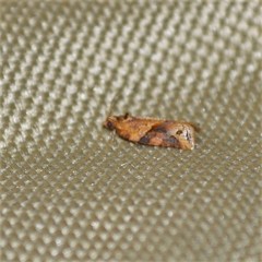 Argyrotaenia ivana