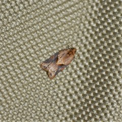 Argyrotaenia ivana