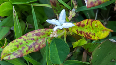 Xanthomonas campestris