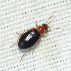 Lebia scapula