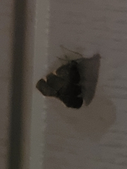 Hypsopygia thymetusalis