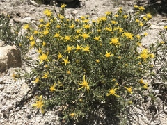 Ericameria suffruticosa