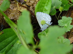 Celastrina oreas