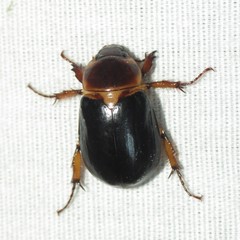 Ancognatha manca
