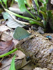 Celastrina oreas