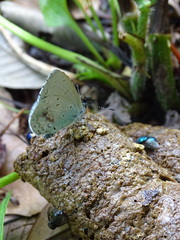 Celastrina oreas