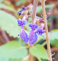 Coleus intraterraneus
