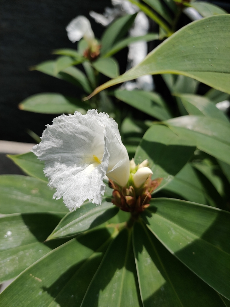 Hellenia speciosa