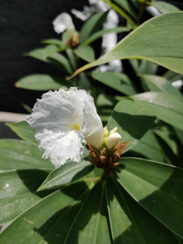 Hellenia speciosa (J.Koenig) S.R.Dutta