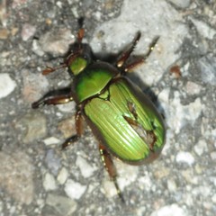 Chrysina lecontei