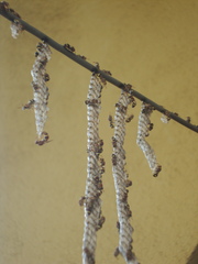 Ropalidia cyathiformis