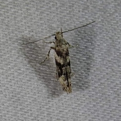 Coleotechnites atrupictella