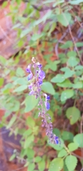 Coleus intraterraneus