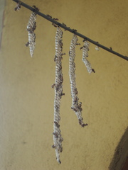 Ropalidia cyathiformis