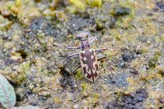 Ellipsoptera macra