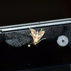 Chrysendeton medicinalis