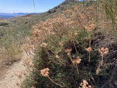 Eriogonum heracleoides leucophaeum