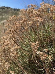 Eriogonum heracleoides leucophaeum