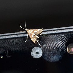 Chrysendeton medicinalis