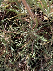 Eriogonum heracleoides leucophaeum