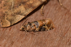 Lobesia reliquana
