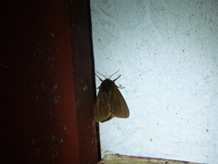 Phragmatobia assimilans