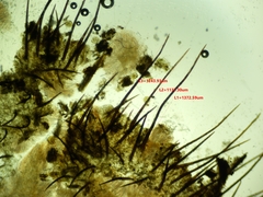 Scutellinia vitreola