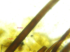 Scutellinia vitreola