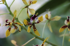 Prosthechea sceptra