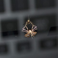 Chrysendeton medicinalis