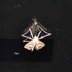 Chrysendeton medicinalis