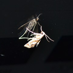 Chrysendeton medicinalis