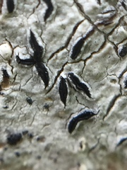 Thalloloma subvelata