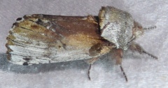 Oedemasia concinna