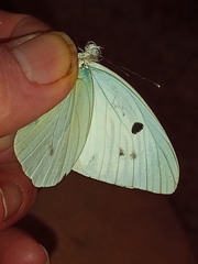 Ganyra
