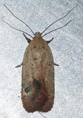 Agonopterix posticella