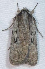 Spaelotis bicava