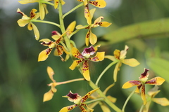 Prosthechea sceptra