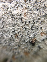 Thalloloma subvelata