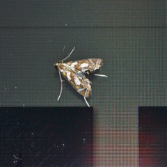 Chrysendeton medicinalis