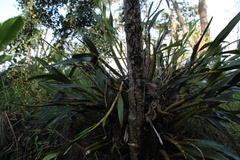 Prosthechea sceptra