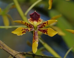 Prosthechea sceptra